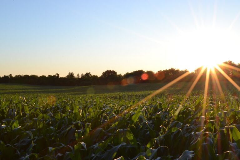 Photo Potato field